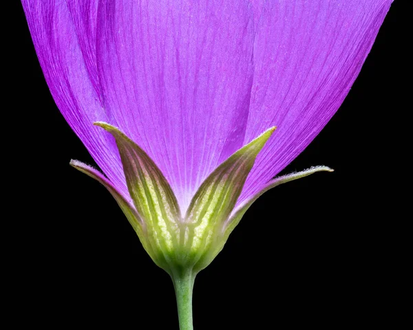 Vista Macro Uma Delicada Flor Silvestre Roxa — Fotografia de Stock