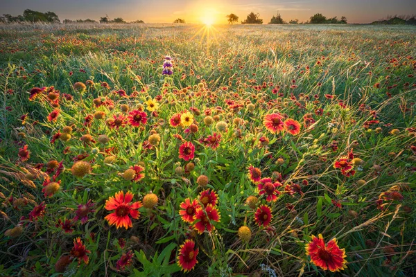 Flores Silvestres Primavera Coloridas Texas Rural — Foto de Stock