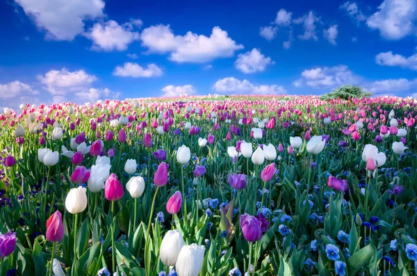 Różowe Białe Fioletowe Tulipany Dużym Polu — Zdjęcie stockowe