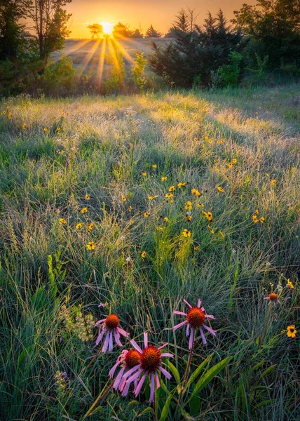 Fleurs Sauvages Printanières Colorées Dans Les Zones Rurales Texas — Photo