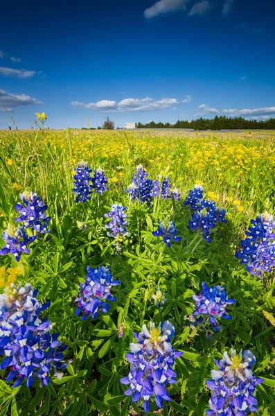 春天阳光灿烂的日子里 一片五彩缤纷的向日葵和蓝帽的田野 — 图库照片