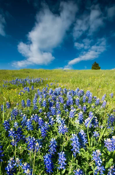 广袤的草地 长有无数的蓝帽和向日葵 — 图库照片