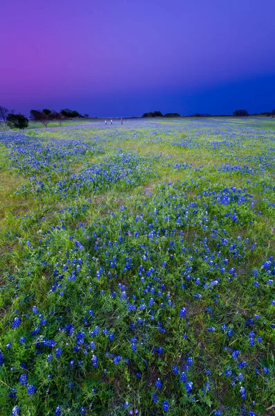 得克萨斯州的大片土地上覆盖着蓝帽 人们在地平线附近 — 图库照片