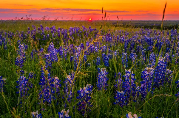 Bluebonnets Grassen Verlicht Late Namiddag Zon — Stockfoto
