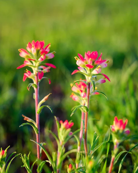 Coloridas Flores Pincel Indias Creciendo Silvestres Texas — Foto de Stock