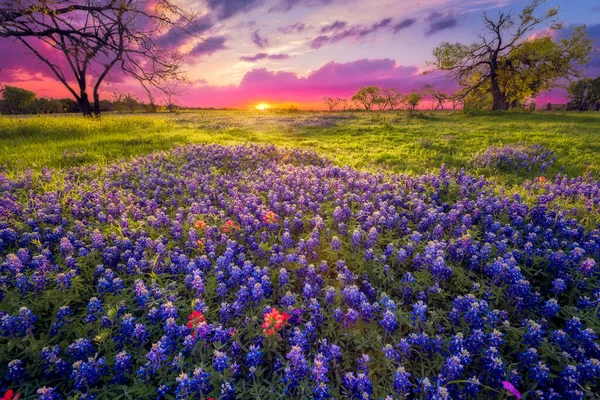 Amanece Sobre Campo Arándanos Pinceles Indios Cerca Fredericksburg — Foto de Stock