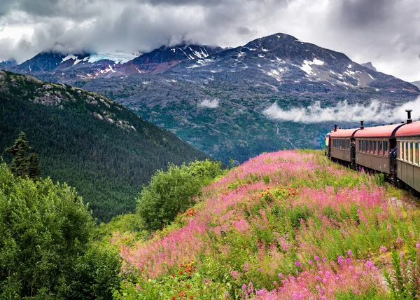 Passenger train moving through a field of pink and red wildflowers with a glacier in the background near Skagway, AK