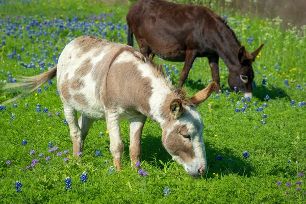 Pastýřská Jarní Scéna Texasu Dvěma Osly Krmícími Poli Divokých Květin — Stock fotografie