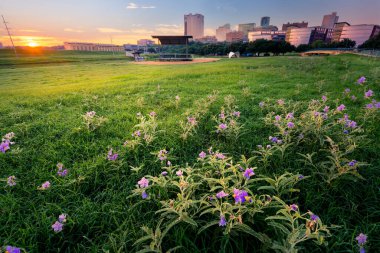 Fort Worth, TX 'ün merkezindeki geniş bir çayırda sersemletici bir yaz gündoğumu.