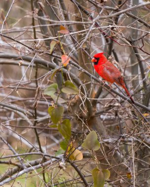 Erkek kardinal, kışın Teksas 'ta bir ağaca tünedi.