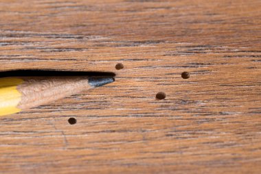 Tahta panellerdeki küçük çıkış delikleri yetişkin toz böceklerinin ahşap sıkıcı aktivitelerinden kaynaklanıyor.