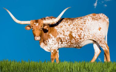 Teksas otlaklarında otlayan dişi Longhorn ineği.