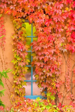 Brightly colored leaves accenting a blue frame window set within an adobe wall in Santa Fe, NM clipart