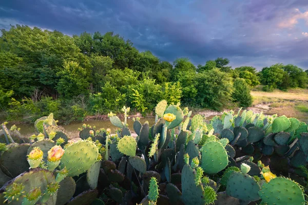 Cactus Florecientes Flores Silvestres Atardecer Texas —  Fotos de Stock