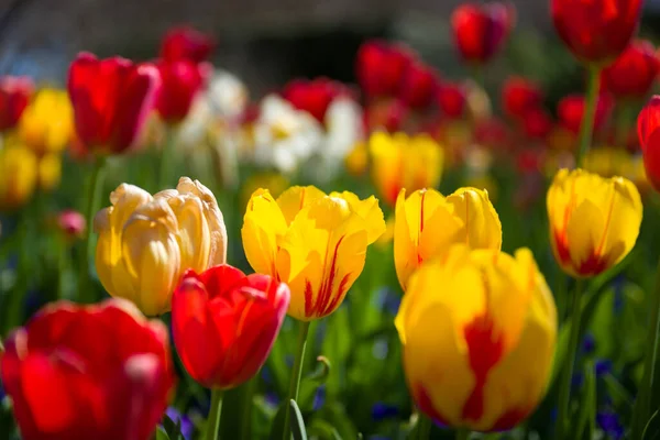 阳光明媚的春天 在得克萨斯州的一个花园里 生动地收集着郁金香 — 图库照片