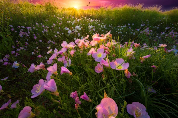 德克萨斯州农村迷人的日出 其特点是粉红的黄昏樱草野花沐浴在清晨的阳光下 — 图库照片