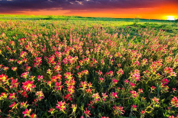 Pinceles Bluebonnets Indios Bañados Por Luz Del Amanecer — Foto de Stock