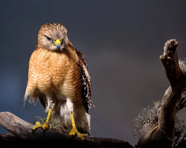 Pre-dawn portrait of a red-shouldered hawk perched on a tree branch