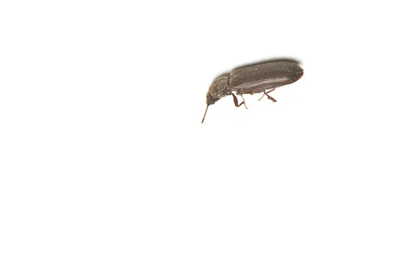 Adult Lyctid Powder Post Beetle Isolated White — Stock Photo, Image