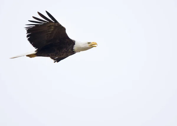 Majestic Texas Bald Eagle Πτήση Απομονωμένη Καθαρό Σχεδόν Λευκό Φόντο — Φωτογραφία Αρχείου