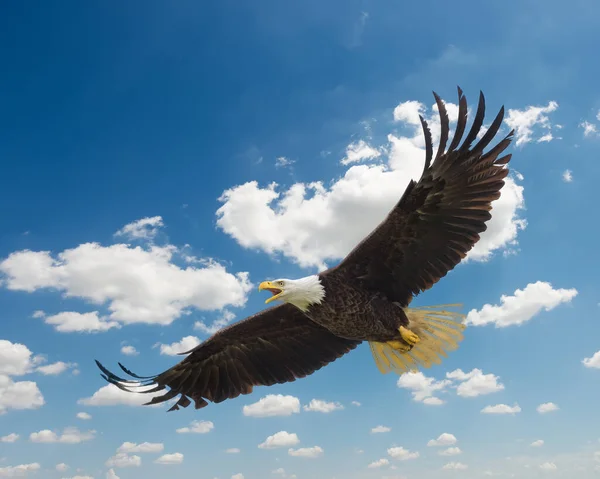 Majestuoso Texas Bald Eagle Vuelo Contra Hermoso Cielo Azul —  Fotos de Stock