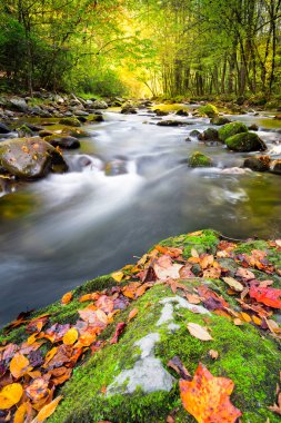Great Smoky Mountain Ulusal Parkı 'ndaki dağ deresi Sonbahar renkleriyle sergileniyor