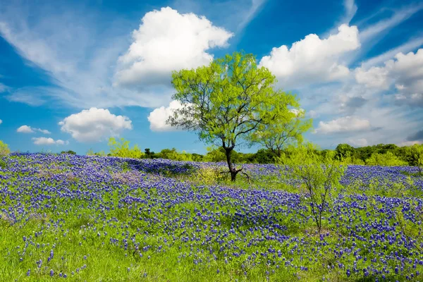 一个阳光明媚的春日下午 蓝帽在德克萨斯州农村展出 — 图库照片