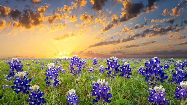 日出时分覆盖得克萨斯州农村田野的蓝帽 — 图库照片