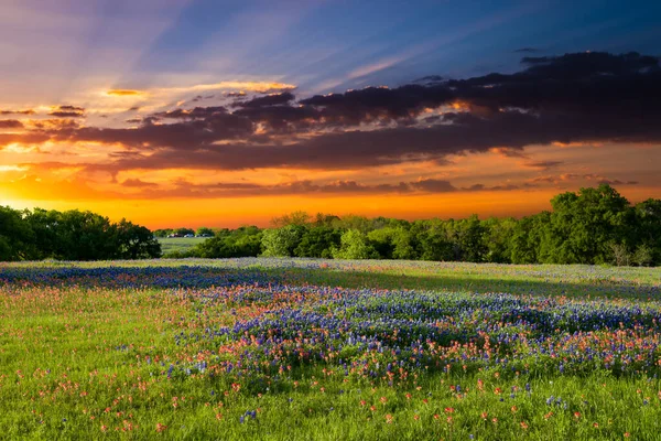 Bluebonnets Indian Paintbrushes Late Afternoon Light — Stock Photo, Image