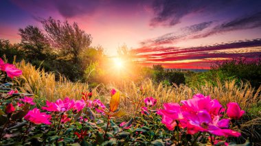 Kırsal kesimde pembe güller ve sabahın erken saatlerinde yıkanan uzun otlar var.