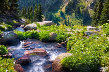 Güneşli bir yaz gününde, Boulder Creek 'in güney çatalında kır çiçekleri açmış.
