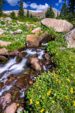 Güneşli bir yaz gününde, Boulder Creek 'in güney çatalında kır çiçekleri açmış.