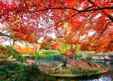 Japon akçaağaç ağaçları sergilenen bir Teksas göleti üzerinde sonbahar renginde bir patlama