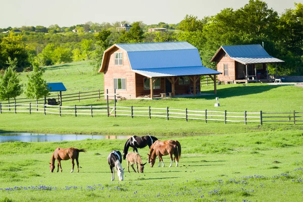 Farm Animals Grazing Lush Bluebonnet Filled Field Texas — Stock Photo, Image