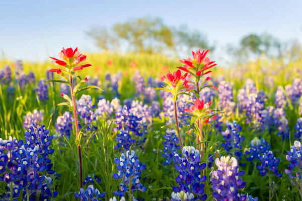 Bluebonnets and Indian paintbrushes bathed in late afternoon light