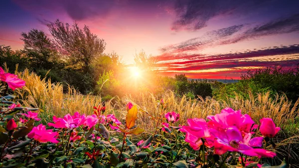 以粉色玫瑰和高草为特色的乡村风景 在晨光下沐浴 — 图库照片