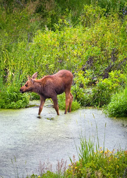 Baby Moose Feeding Willows Marshes Grand Teton National Park — Stock Photo, Image