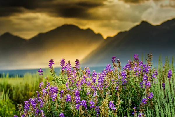Summer Lupine Wildflowers Stormy Late Afternoon Sky Tetons — Stock Photo, Image