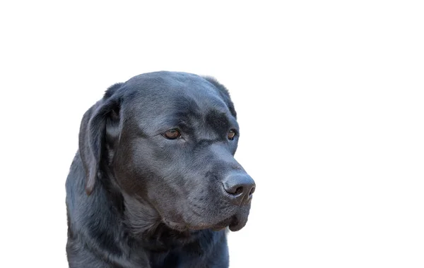 Joven Hembra Negra Labrador Retriever Aislada Sobre Fondo Blanco — Foto de Stock