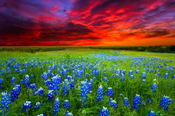 Texas Pasto Preenchido Com Bluebonnets Pôr Sol — Fotografia de Stock