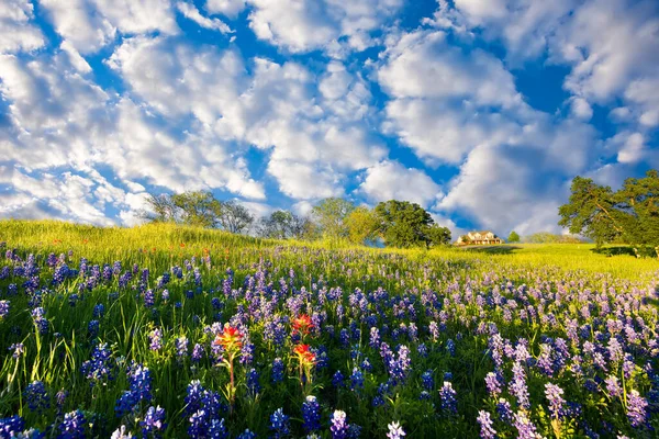 在一个阳光明媚的春日下午 在得克萨斯州农村地区展出的蓝帽子和印第安人的画笔 — 图库照片