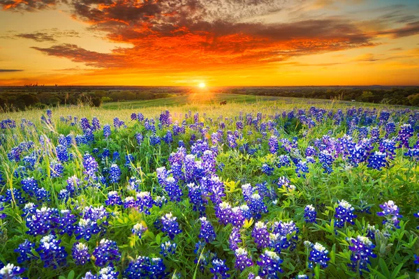 Пасовище Техасі Наповнене Голубими Сітками Заході Сонця — стокове фото