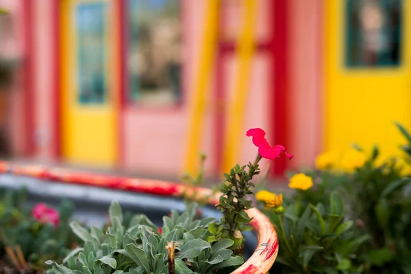 Bunte Schaufensterfront Vor Einer Blumenausstellung Madrid — Stockfoto