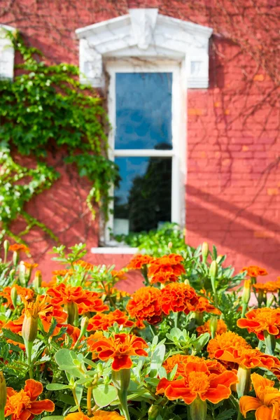 Oranje Bloemen Voor Een Ouder Gebouw Nebraska — Stockfoto