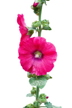 Sharon 'un kırmızı gülü (Hibiscus Syriacus) beyaz arka planda izole edilmiş