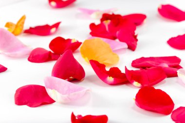 Pembe, kırmızı ve turuncu gül yaprakları beyaz arka plana saçılmış.