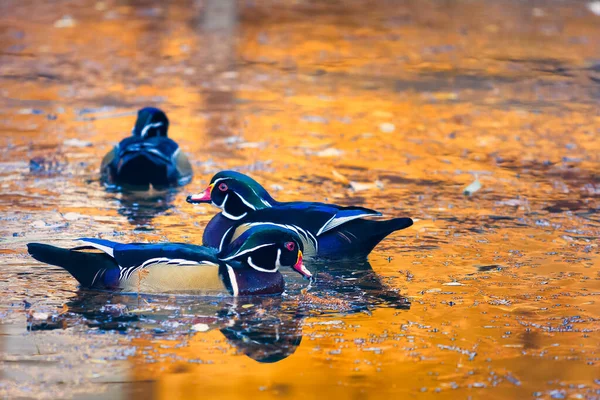 Colorful Texas Wood Ducks Cruising Pond Lit Reflections Golden Autumn — Stock Photo, Image