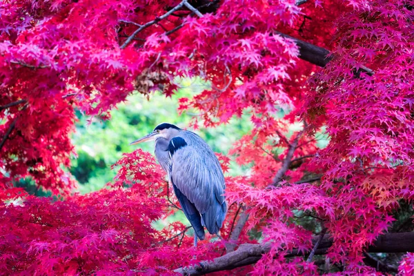 Gran Garza Azul Enmarcada Por Hojas Arce Japonés Rojo Brillante — Foto de Stock