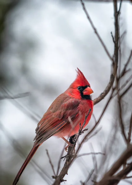 Karlı Bir Teksas Gününde Erkek Kardinal Ağaçta Tünedi — Stok fotoğraf