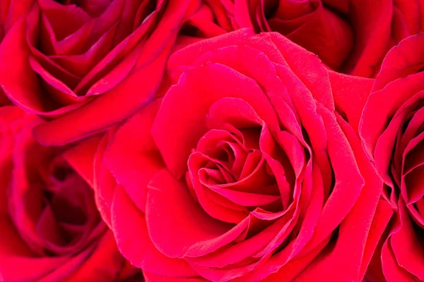 Close View Bouquet Fresh Red Roses — Stock Photo, Image